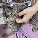 大の甘えん坊でお利口さんな子猫