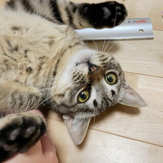 【5/28月島】スリゴロ☆イケメン男子