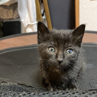 5兄弟仲良く、いざ譲渡会！ミオちゃん1ヶ月半