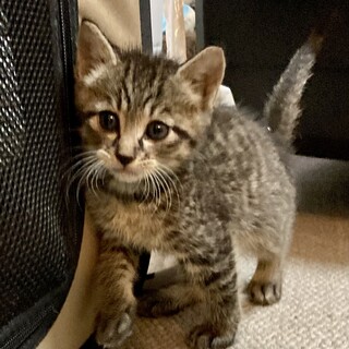 5兄弟仲良く、いざ譲渡会！トラジくん1ヶ月半