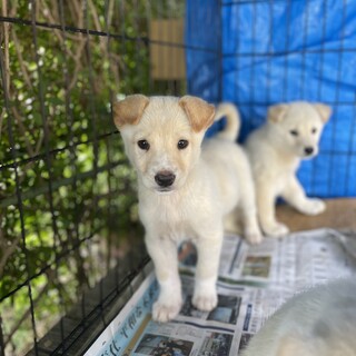 保護犬を迎えませんか？♀