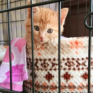 民家の物置でボッチで鳴いてた子