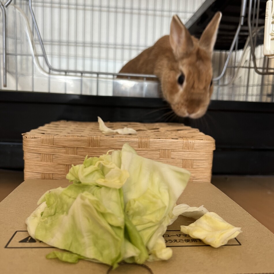 きな子のカバー写真