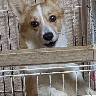 コーギー２歳メスです。