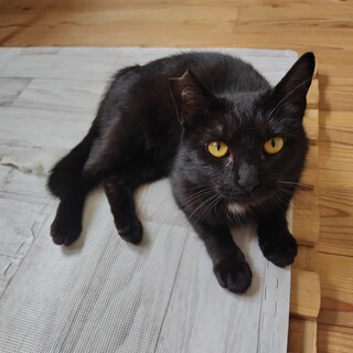 胸元の白い模様がチャームポイントの黒猫の女の子