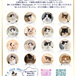 保護猫譲渡会 サムネイル3