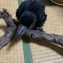 カラス保護、