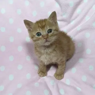 茶トラのゆずくん