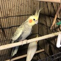 オカメインコ2匹