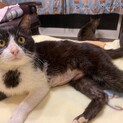 美人なお母さん猫♡アンちゃん