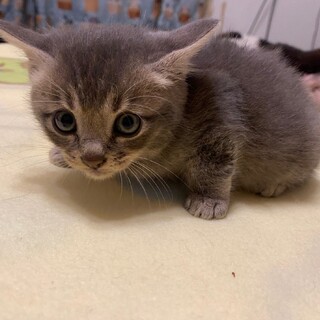 グレーの美男子⭐︎マメくん