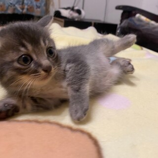 グレーの美男子⭐︎フクくん