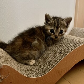 元気いっぱい♡ショコラちゃん