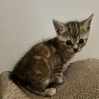 おてんばな女の子♡ココアちゃん