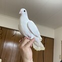 迷子の飼い鳩