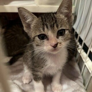 トライアル決定につき募集ストップ・子猫わかめちゃん