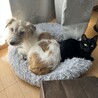 かめしょ