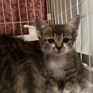 トライアル決定につき募集ストップ・子猫ごんちゃん