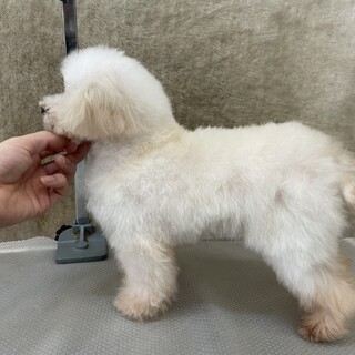 他犬舎の1.4ｋｇの女の子の里親様募集