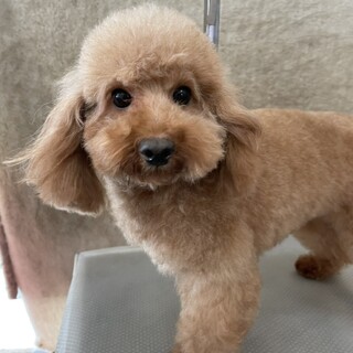 他犬舎の女の子の里親様募集