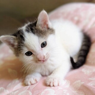 子猫のチッチちゃん　幕張ねこの譲渡会にて