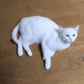 【ラフラ】甘え上手な白猫女子