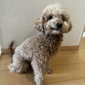 ビションプー里親募集