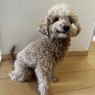 ビションプー里親募集