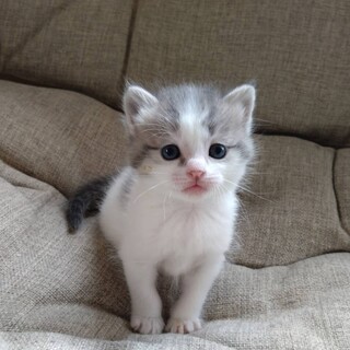 1ヶ月のかわいい女の子「かすみちゃん」