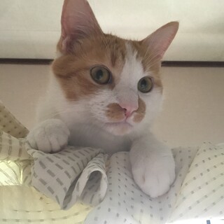 チャ白の男の子の里親さん募集！