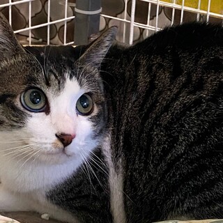 サバ白の男の子