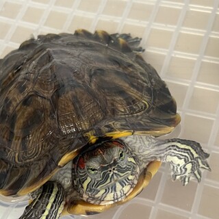 ミドリガメの里親さん募集