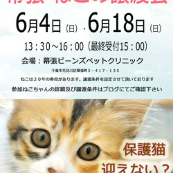 千葉市「 幕張 ねこの譲渡会」動物病院で開催です