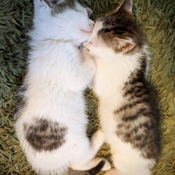 千葉市「 幕張 ねこの譲渡会」動物病院で開催です