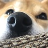 の写真