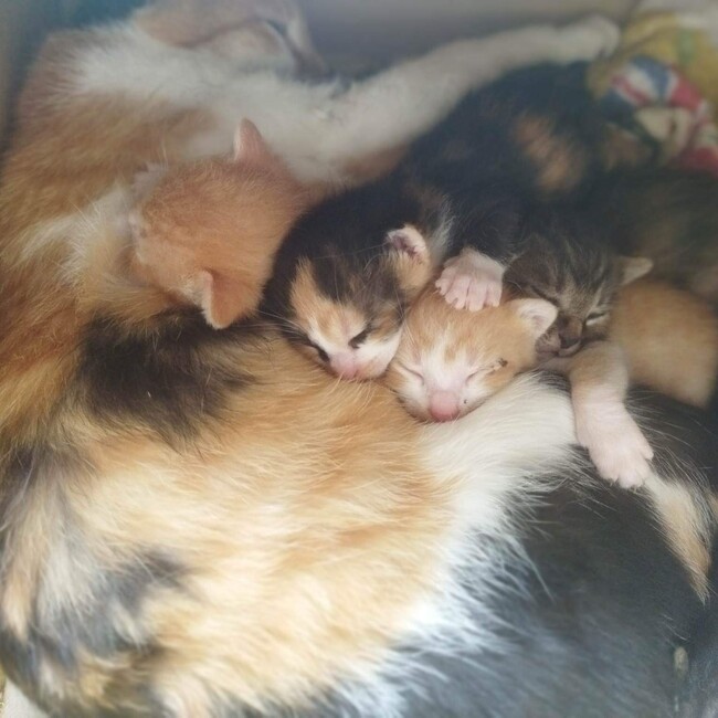 こねことくらそのカバー写真