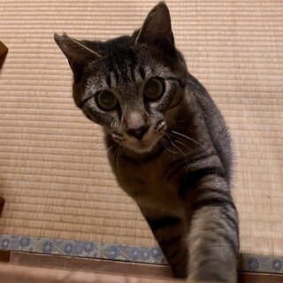 キジトラ★大物タイプのはな君