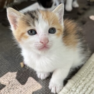 2023/4/30生まれ　三毛猫ちゃん