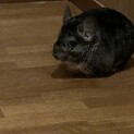 チンチラ♂スタンダードグレー キャンセルの為再掲