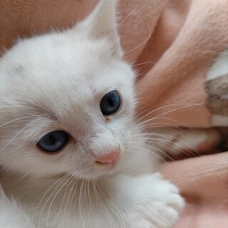 真っ白イケメン「チップくん」