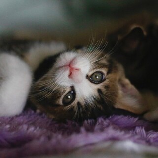 募集停止　甘えん坊キジ白男子⭐︎風丸