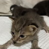 5月産まれ！子猫の3兄弟♡写真は随時更新します サムネイル2
