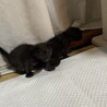 5月産まれ！子猫の3兄弟♡写真は随時更新します サムネイル3