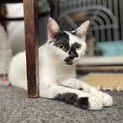 賢くて柄がオシャレな木の葉