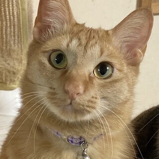 とっても穏やかな性格の茶トラ男子のりゅう君❣️