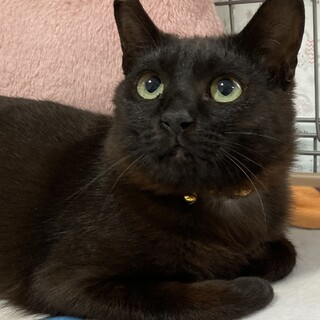 可愛いらしく♡とってもおとなしい黒猫の八君！