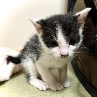 2023/4/30生まれ　ハチワレ鍵シッポちゃん