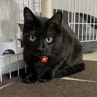 ロムくん里親様決定！