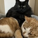 珍しい長毛の黒猫マリリン