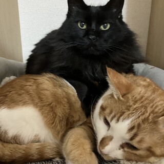 珍しい長毛の黒猫マリリン